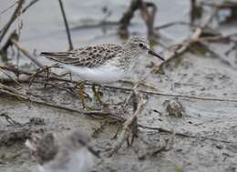 Image of Least Sandpiper