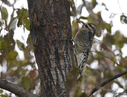 Image of Sapsucker