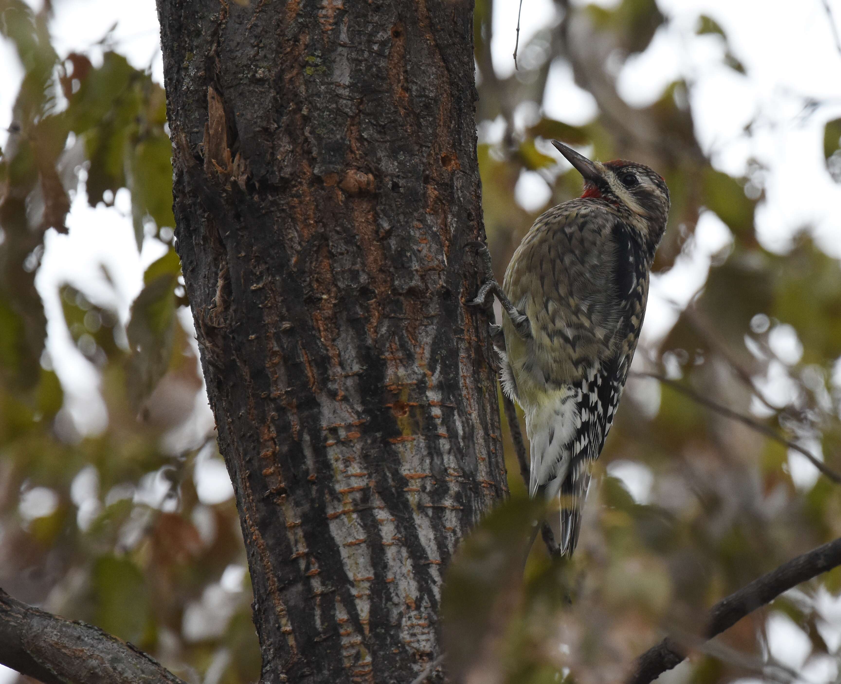 Image of Sapsucker