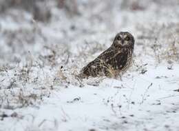 Image de Hibou des marais