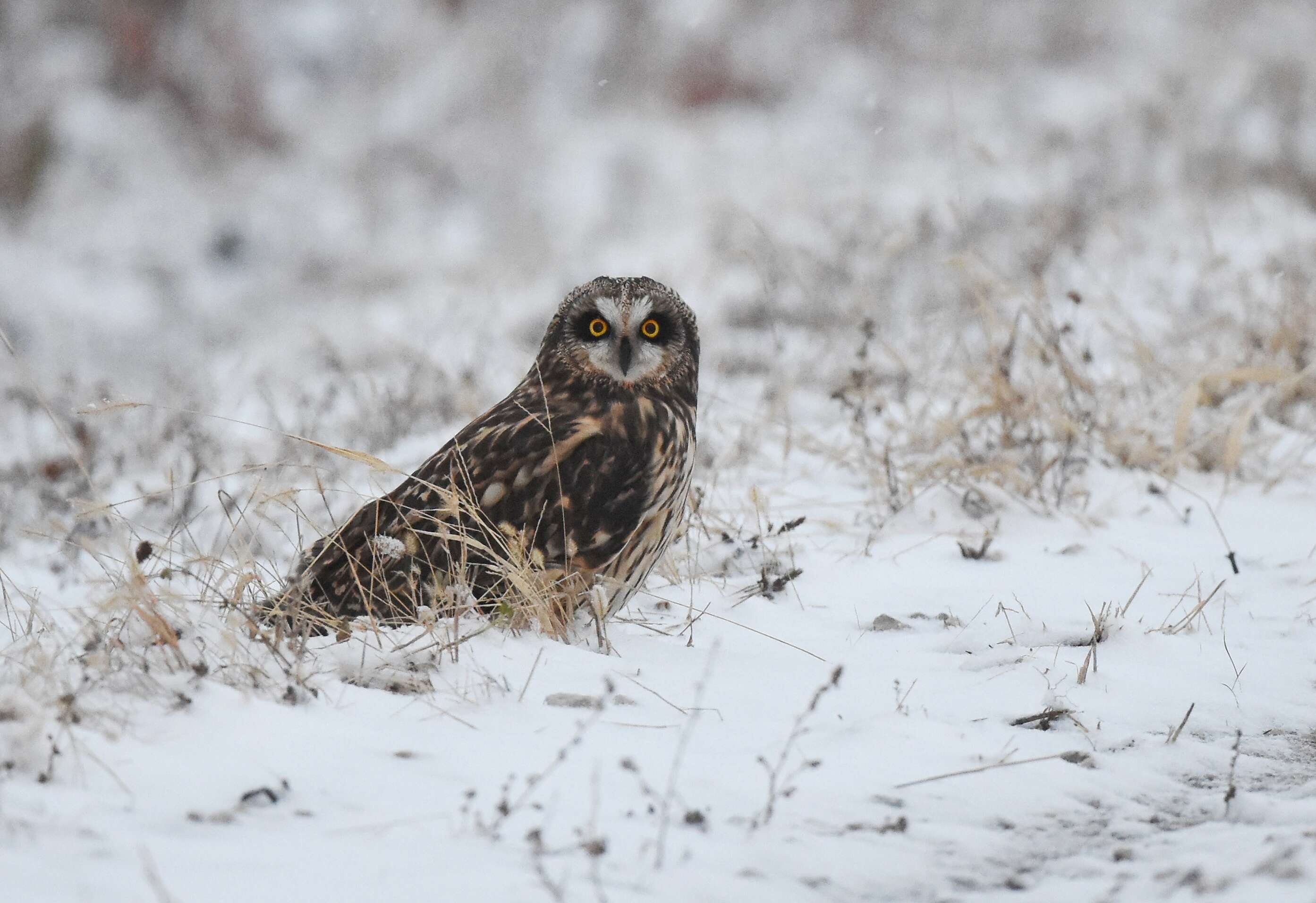 Image de Hibou des marais