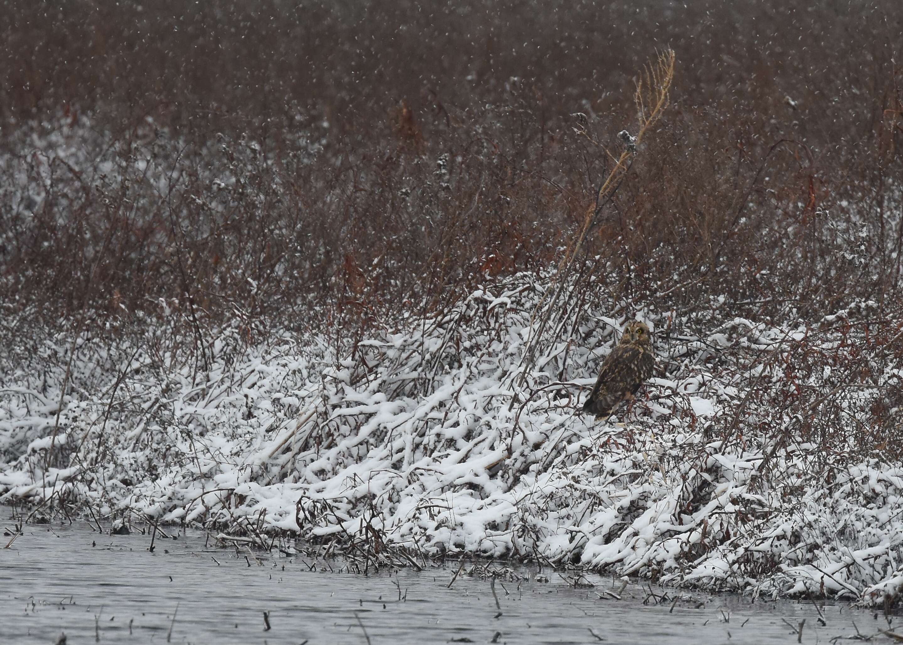 Image de Hibou des marais