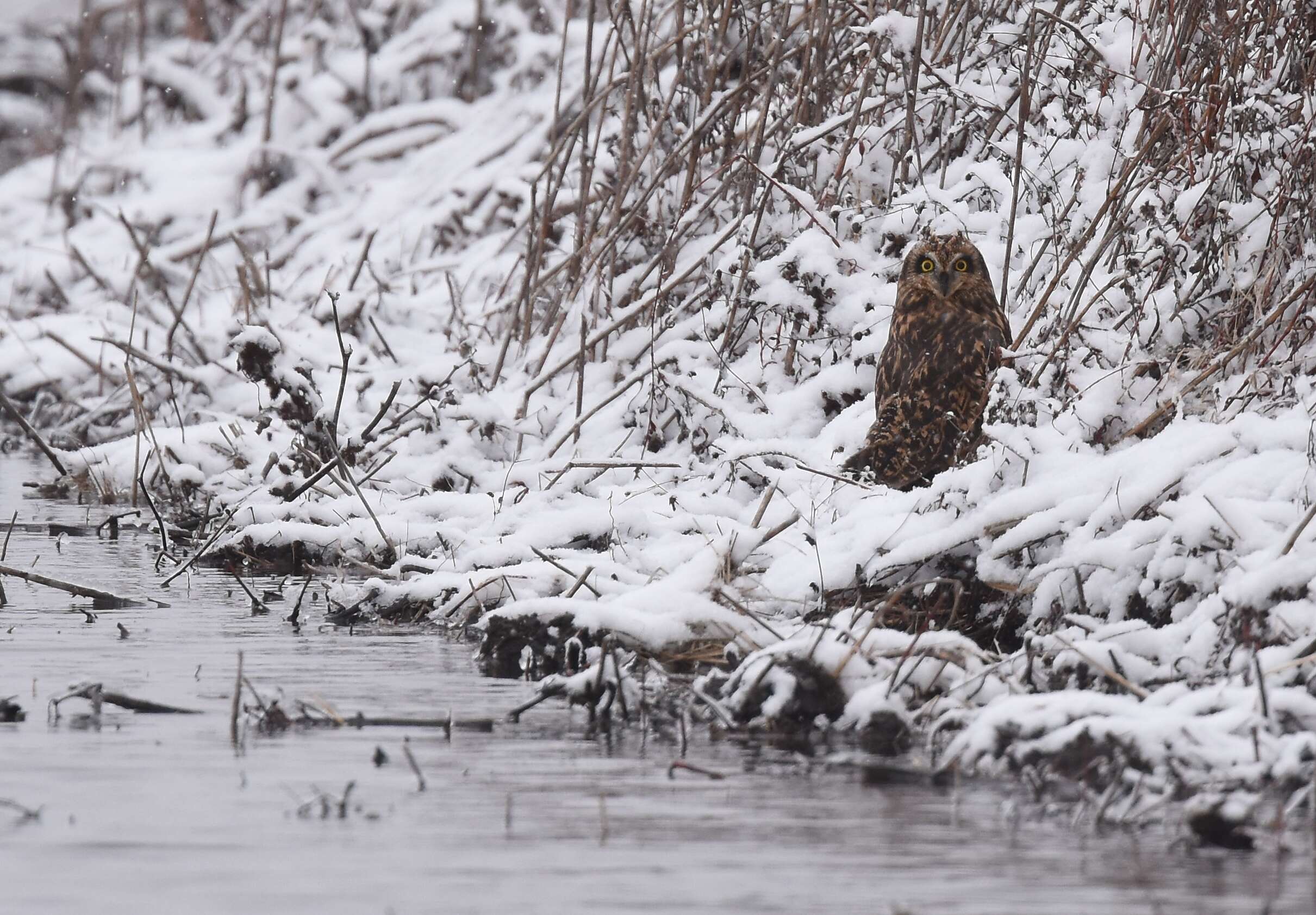 Image de Hibou des marais