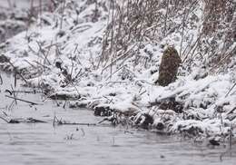 Image of Short-eared Owl