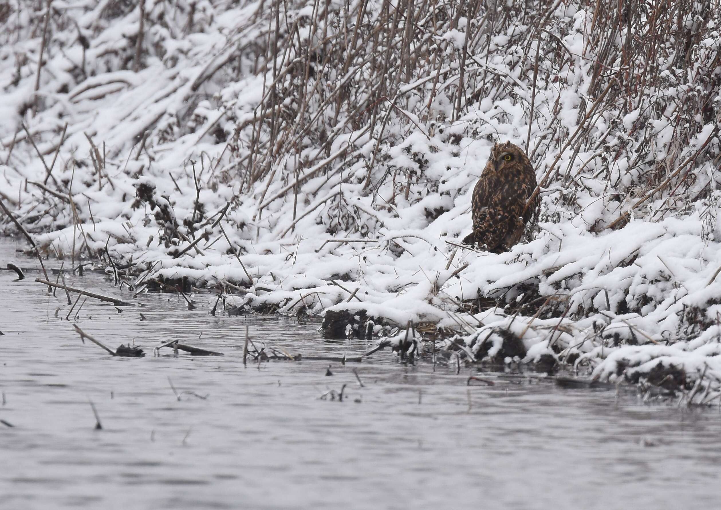 Image de Hibou des marais