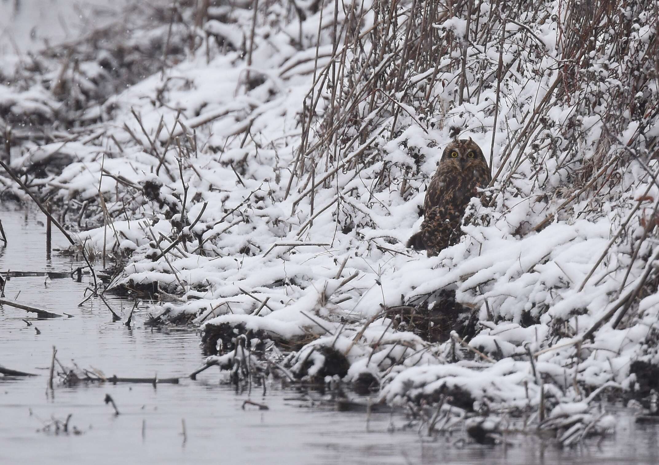 Image de Hibou des marais