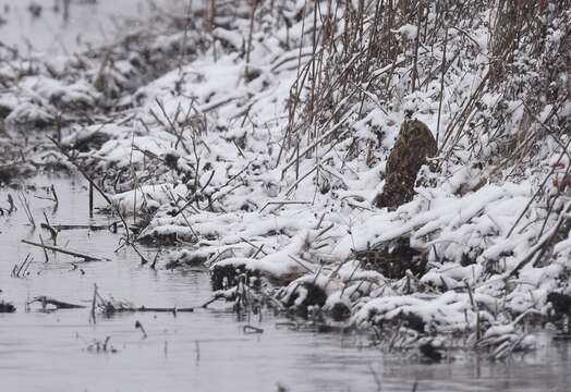 Image de Hibou des marais