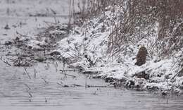 Image of Short-eared Owl