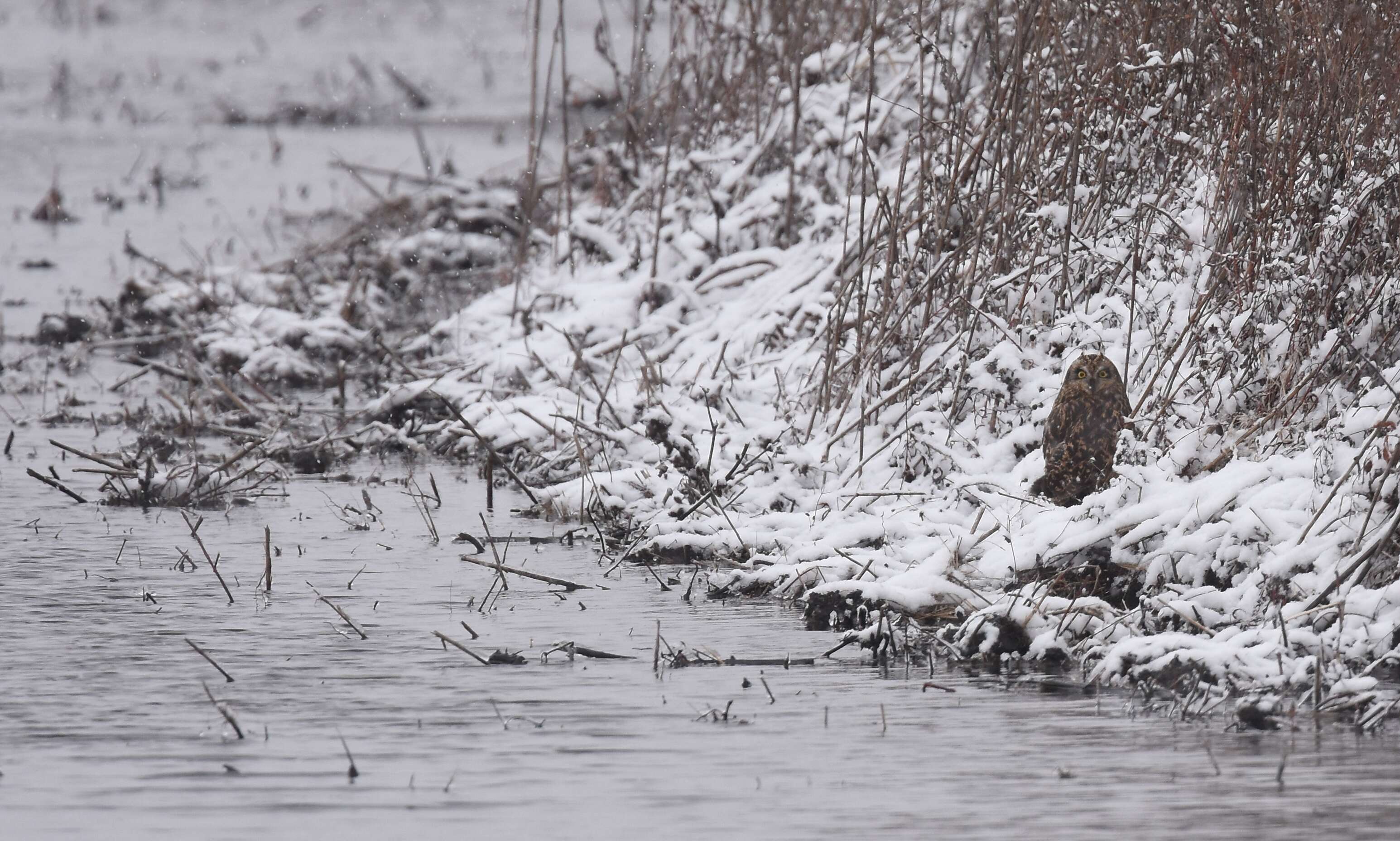 Image de Hibou des marais