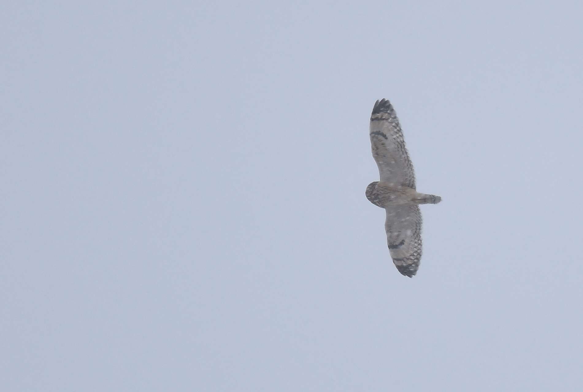 Image de Hibou des marais