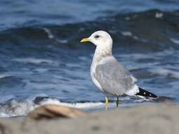 Image of Short-billed Gull