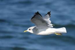 Image of Short-billed Gull