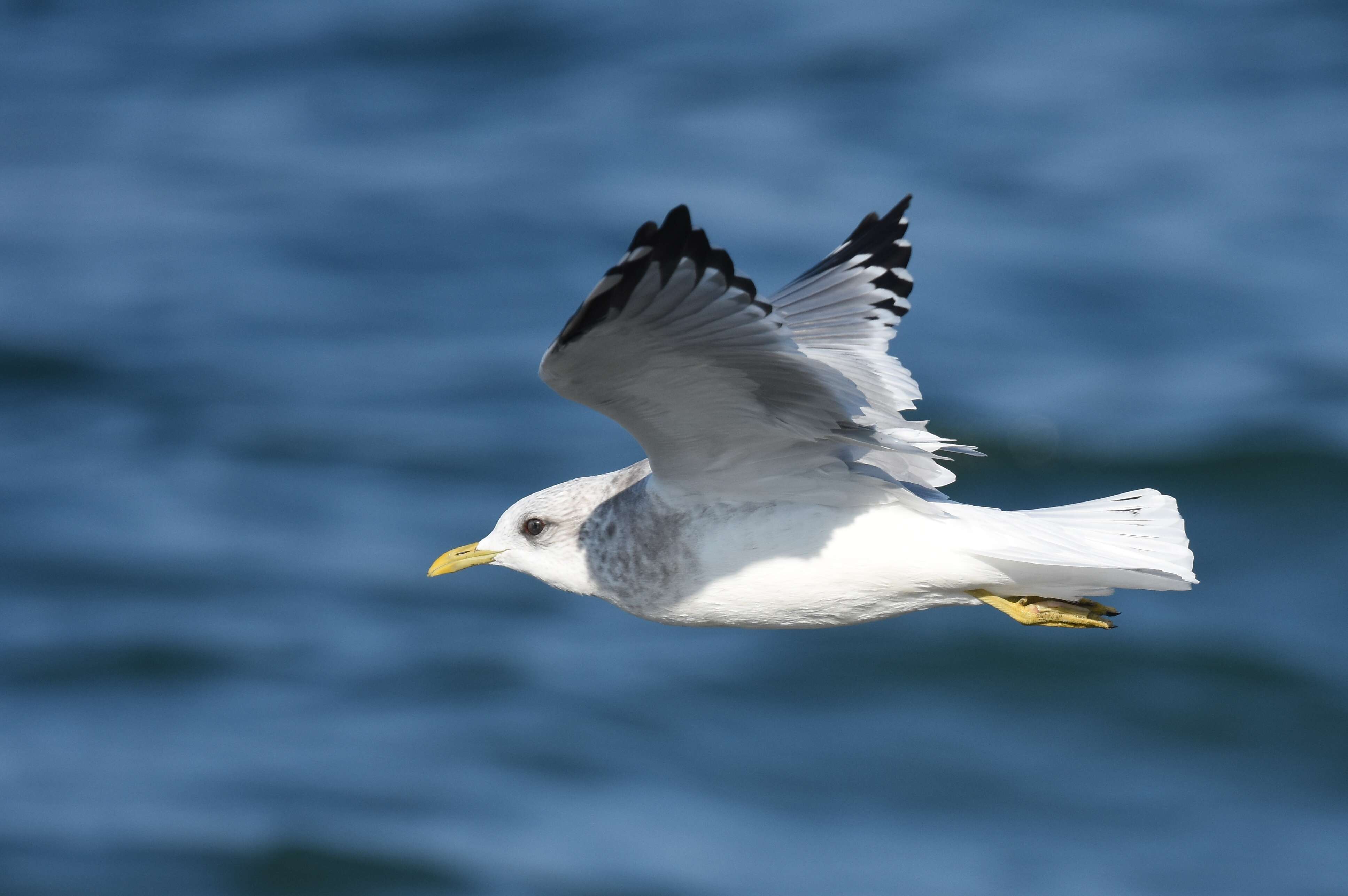 Image of Short-billed Gull