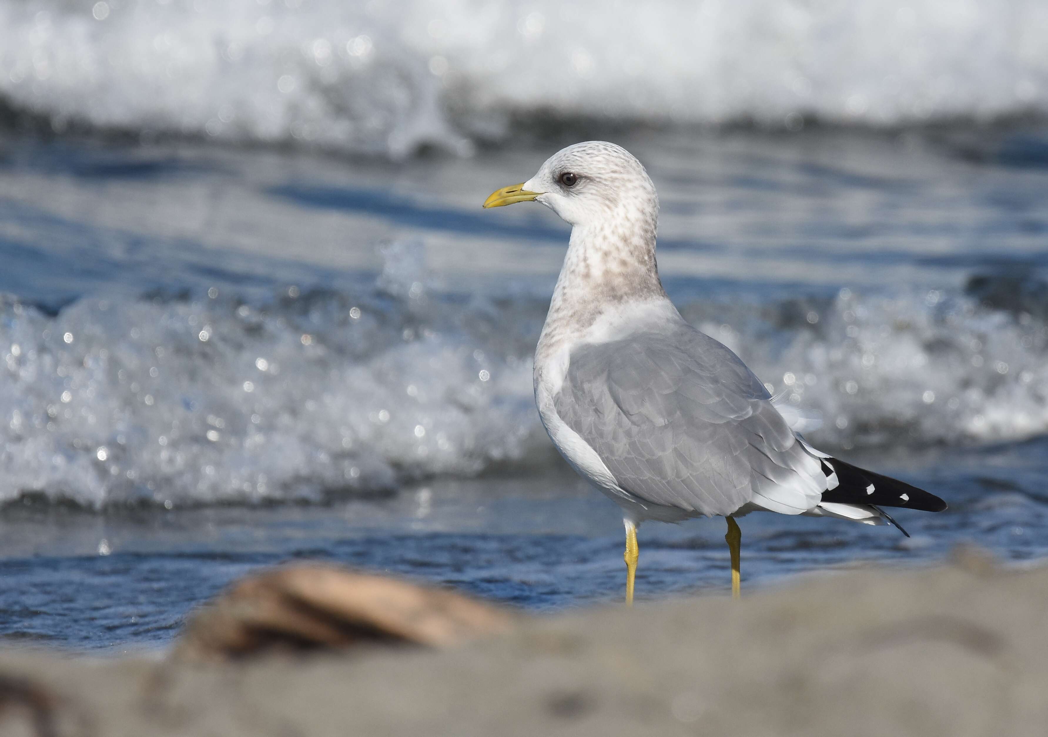 Sivun <i>Larus brachyrhynchus</i> kuva