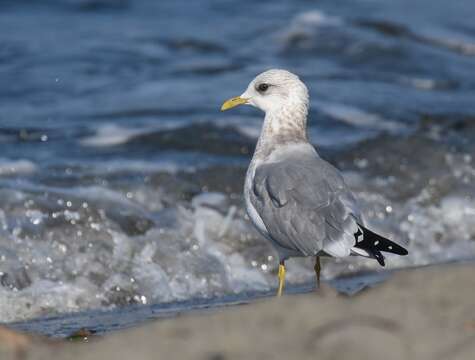 صورة <i>Larus brachyrhynchus</i>