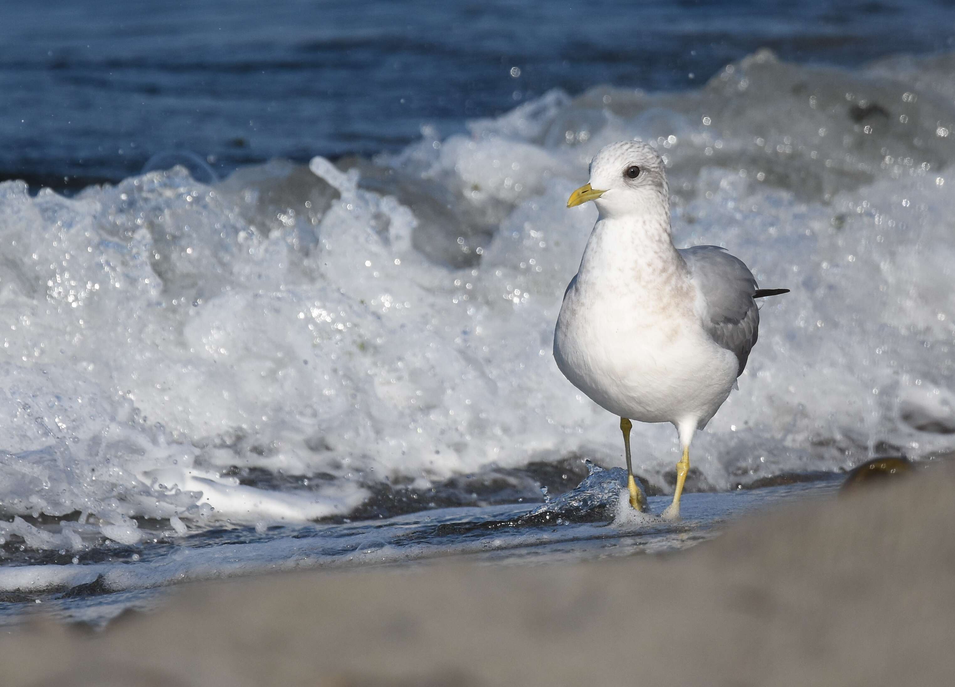 Sivun <i>Larus brachyrhynchus</i> kuva