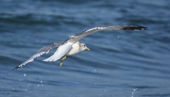 Image of Short-billed Gull