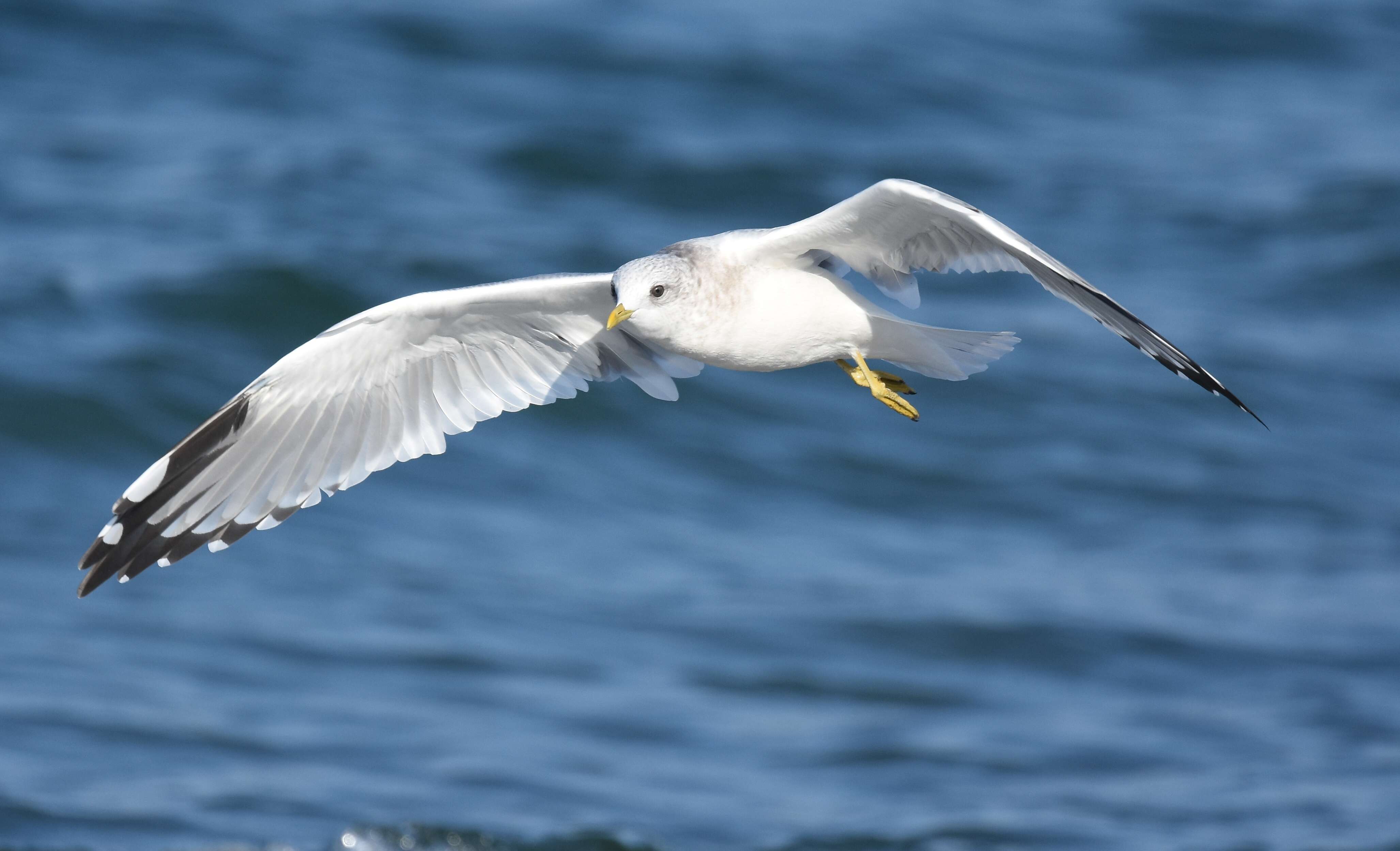 Image of Short-billed Gull