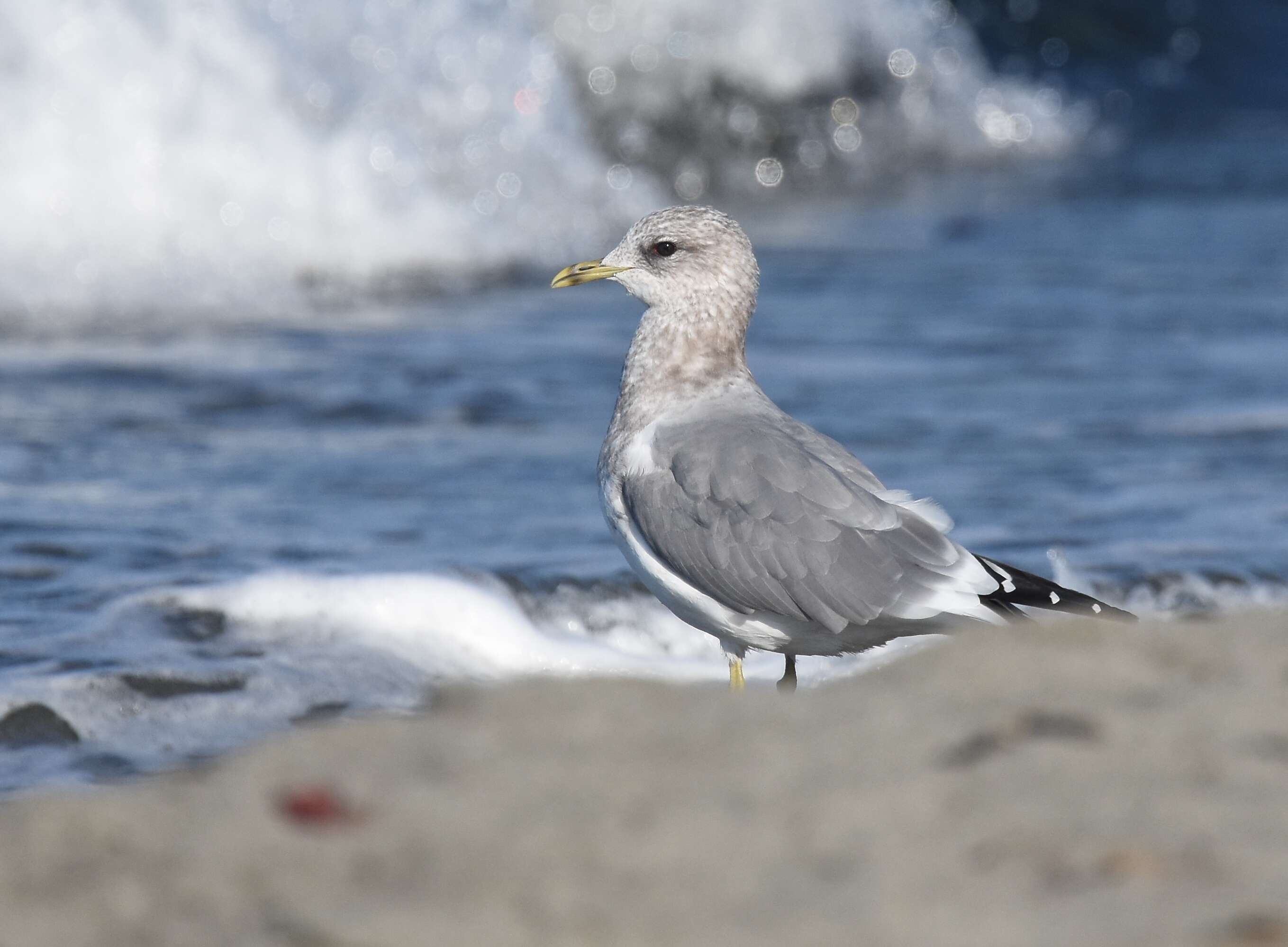 Image of Short-billed Gull