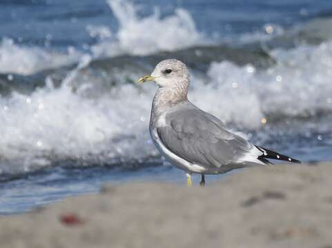 Image of Short-billed Gull