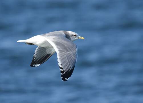 Image of Short-billed Gull