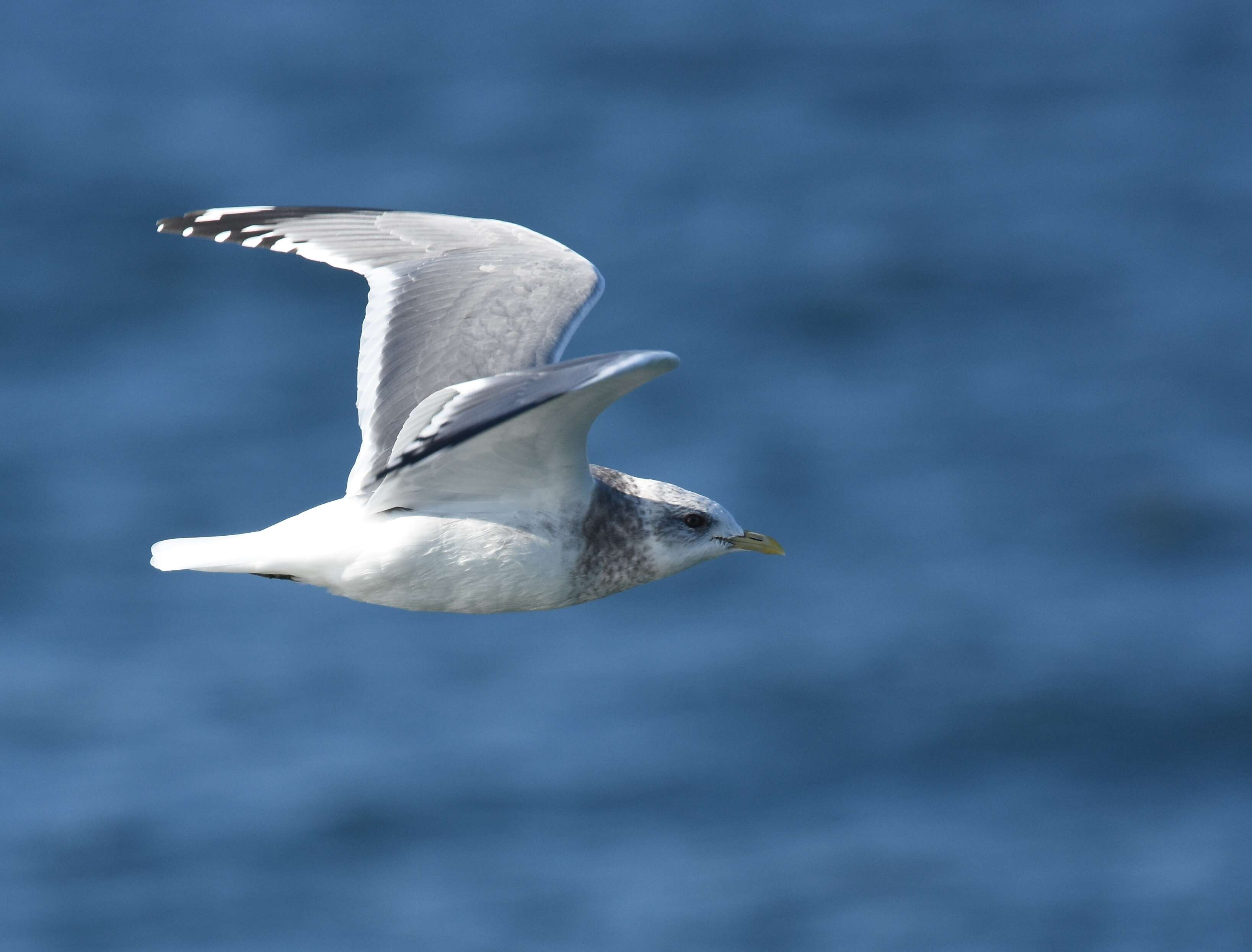 Image of Short-billed Gull