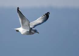 Image of Short-billed Gull