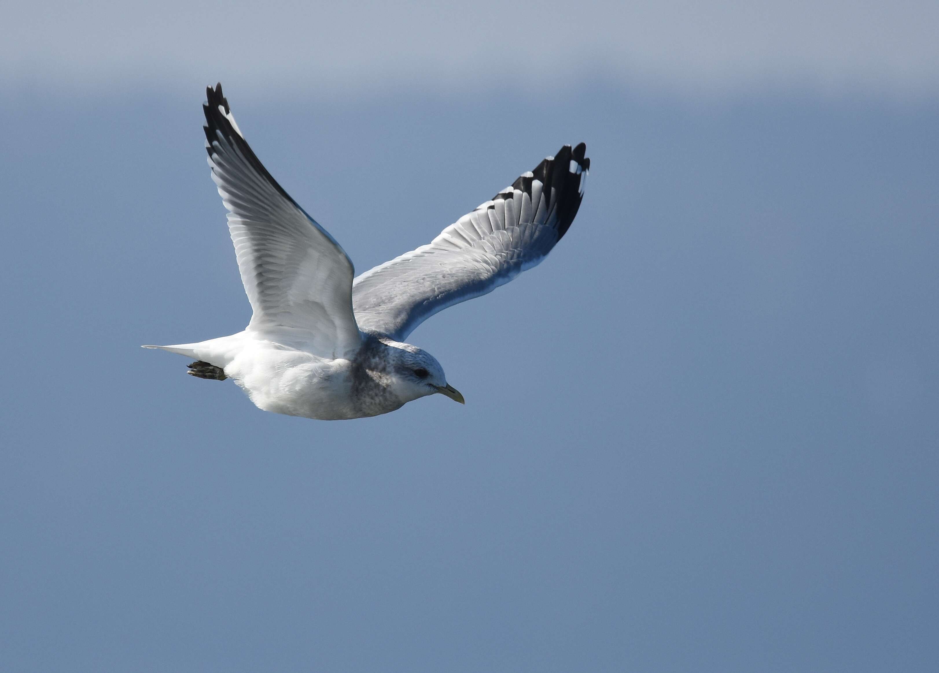 Image of Short-billed Gull