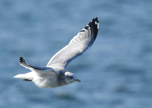 Image of Short-billed Gull