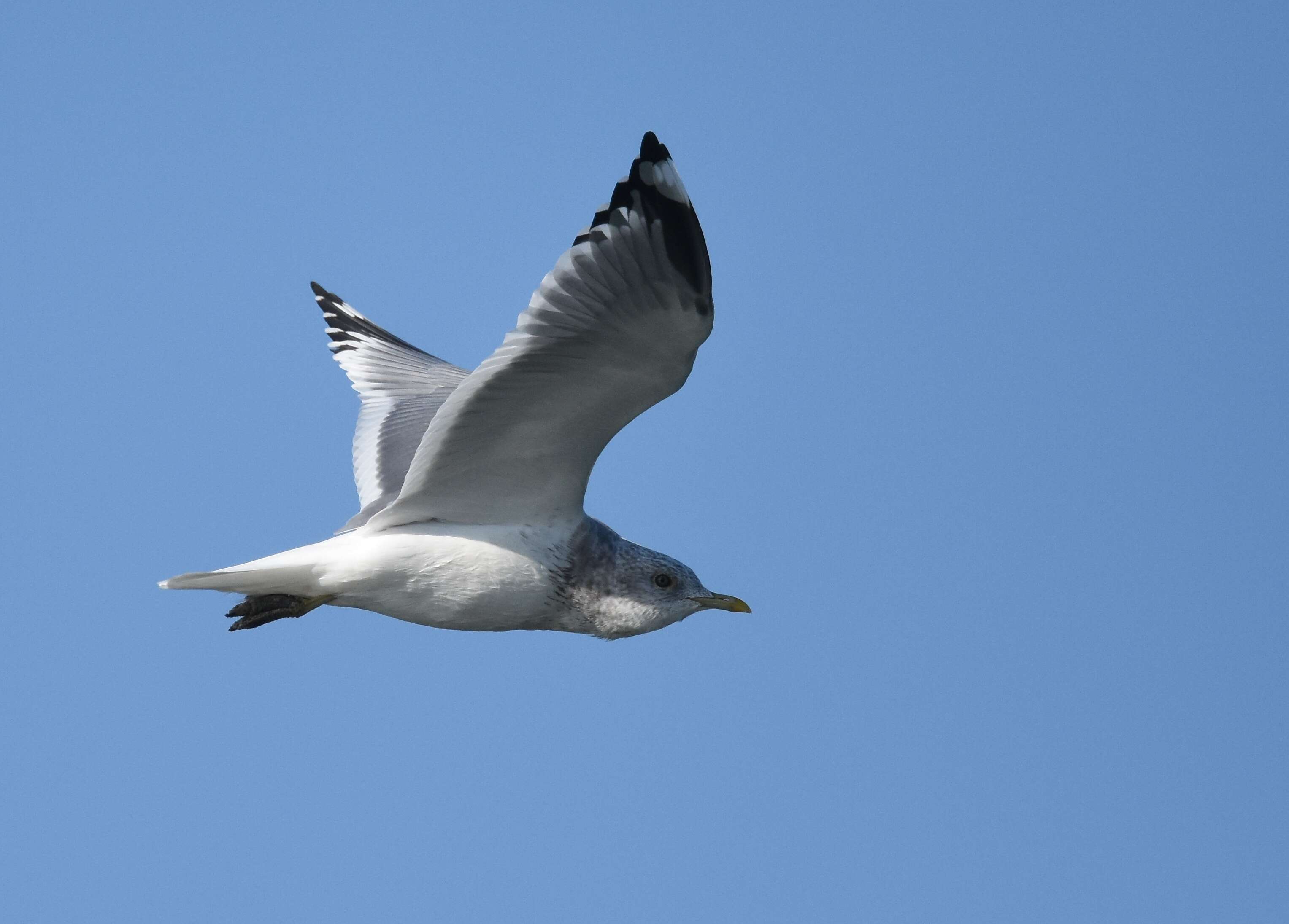 Image of Short-billed Gull