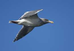 Image of Glaucous-winged Gull