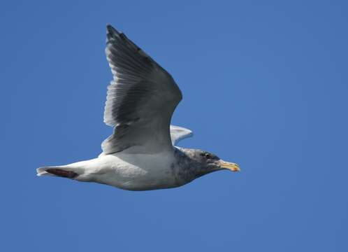 Image of Glaucous-winged Gull