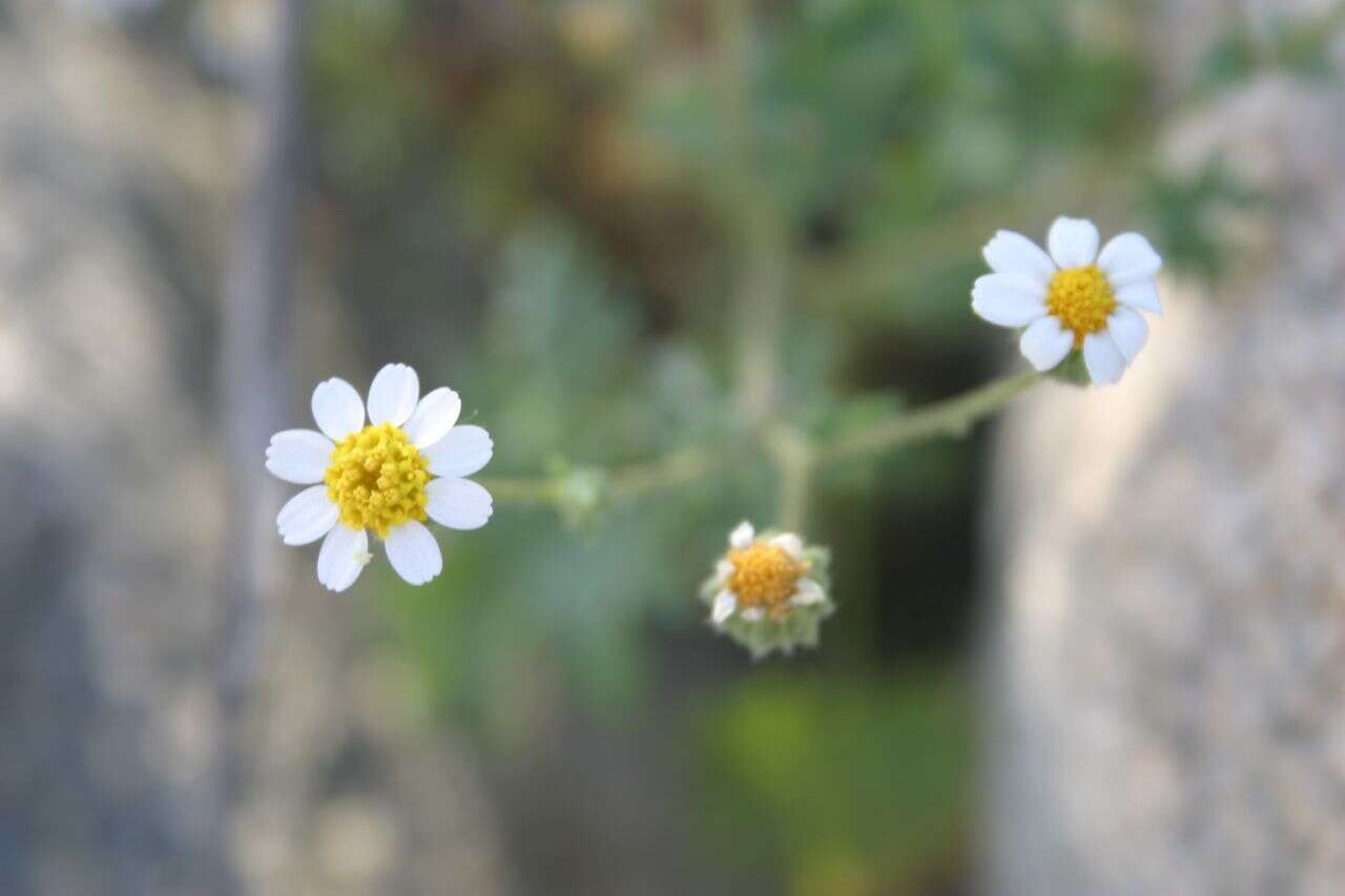 Image of Emory's rockdaisy