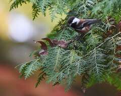 Слика од Poecile rufescens (Townsend & JK 1837)