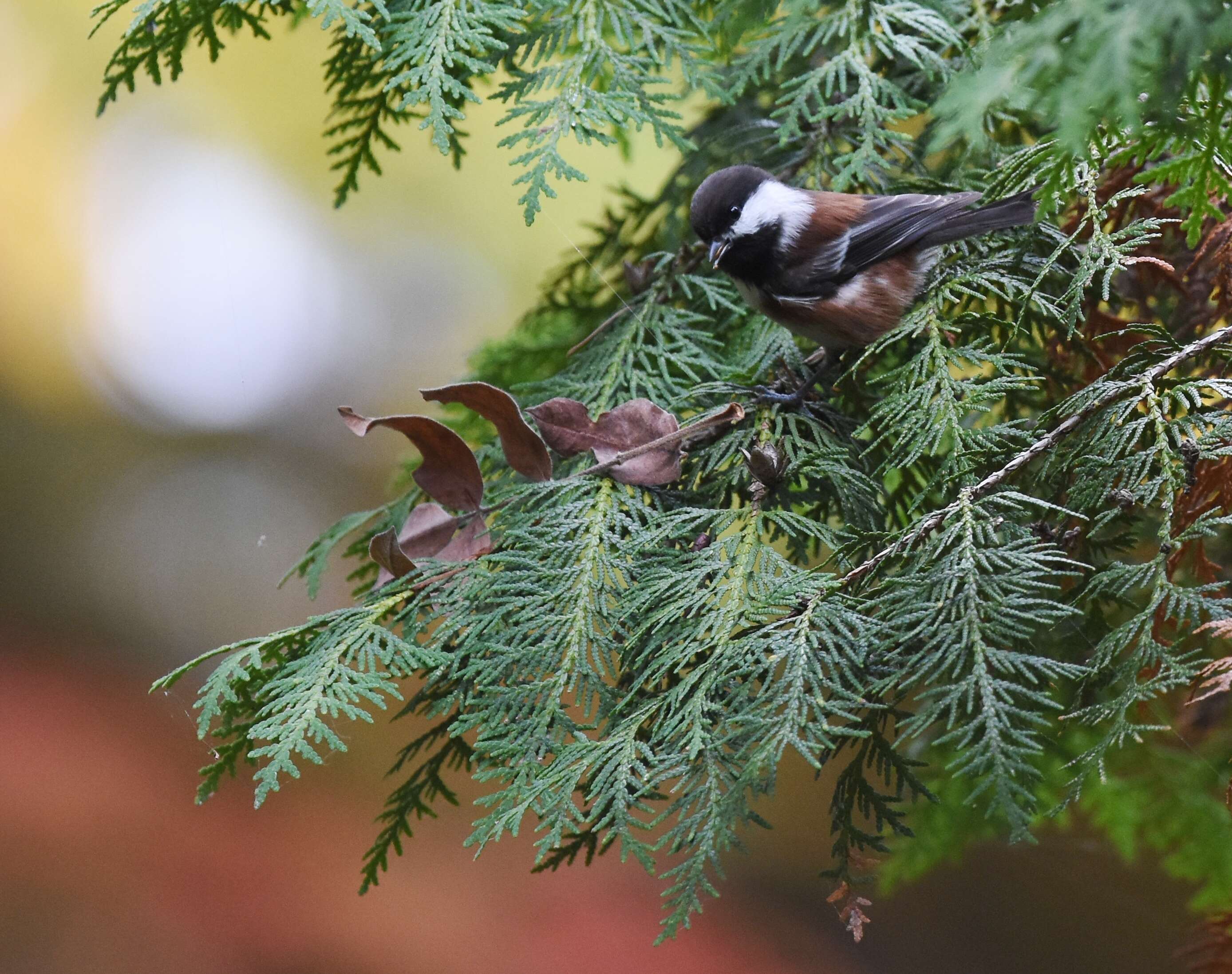 Слика од Poecile rufescens (Townsend & JK 1837)