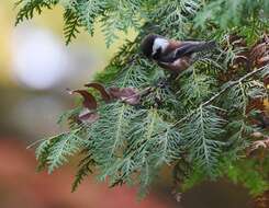 Слика од Poecile rufescens (Townsend & JK 1837)