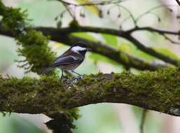 Image of Chestnut-backed Chickadee