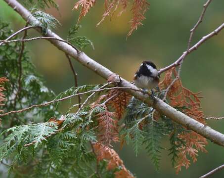 Image of Chestnut-backed Chickadee