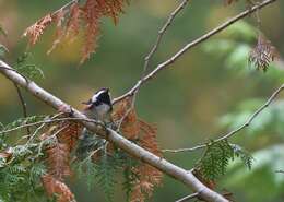 Image of Chestnut-backed Chickadee