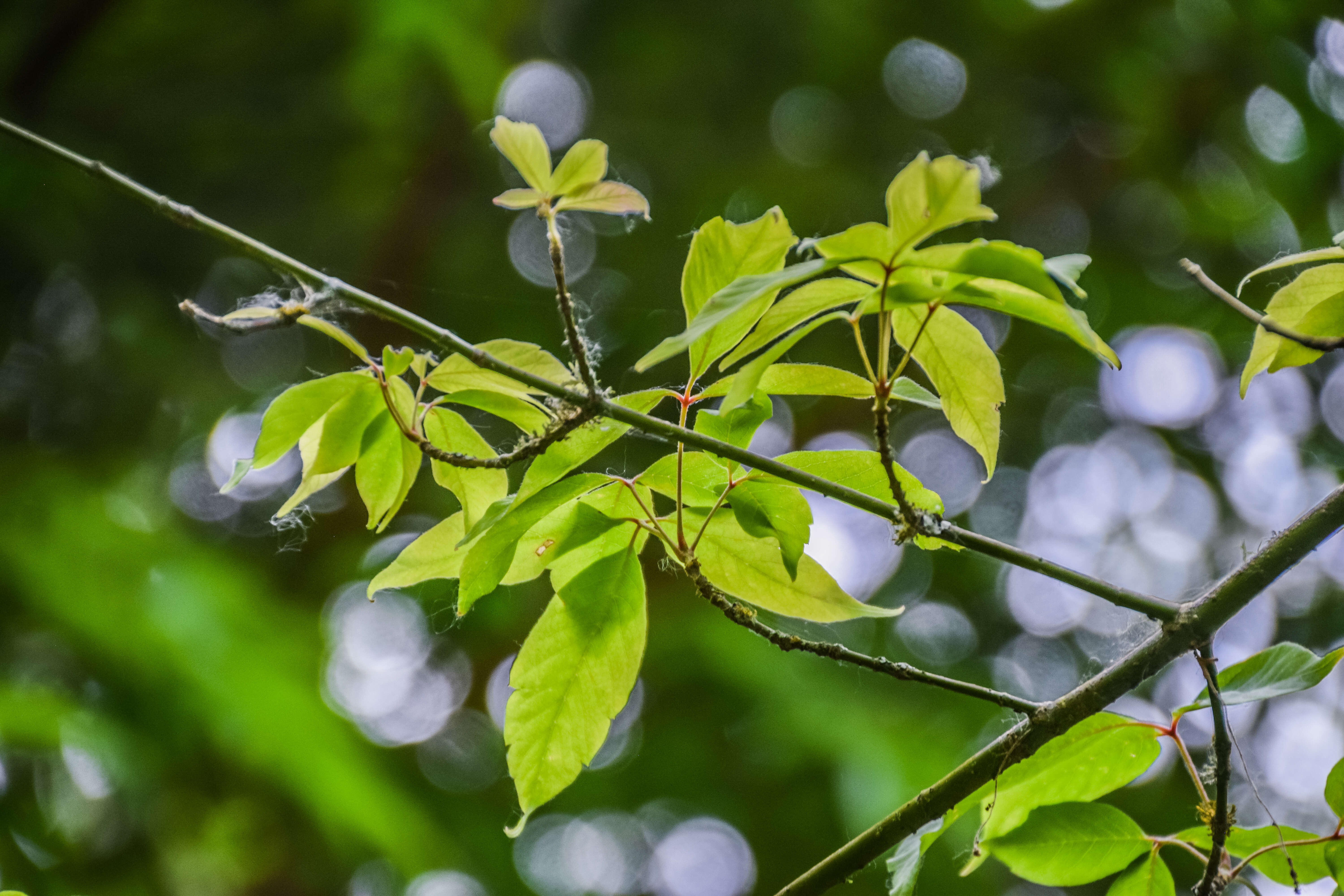 Image of Acer henryi Pax