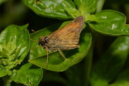 Atalopedes campestris Boisduval 1852 resmi