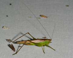 Image of Slender Meadow Katydid