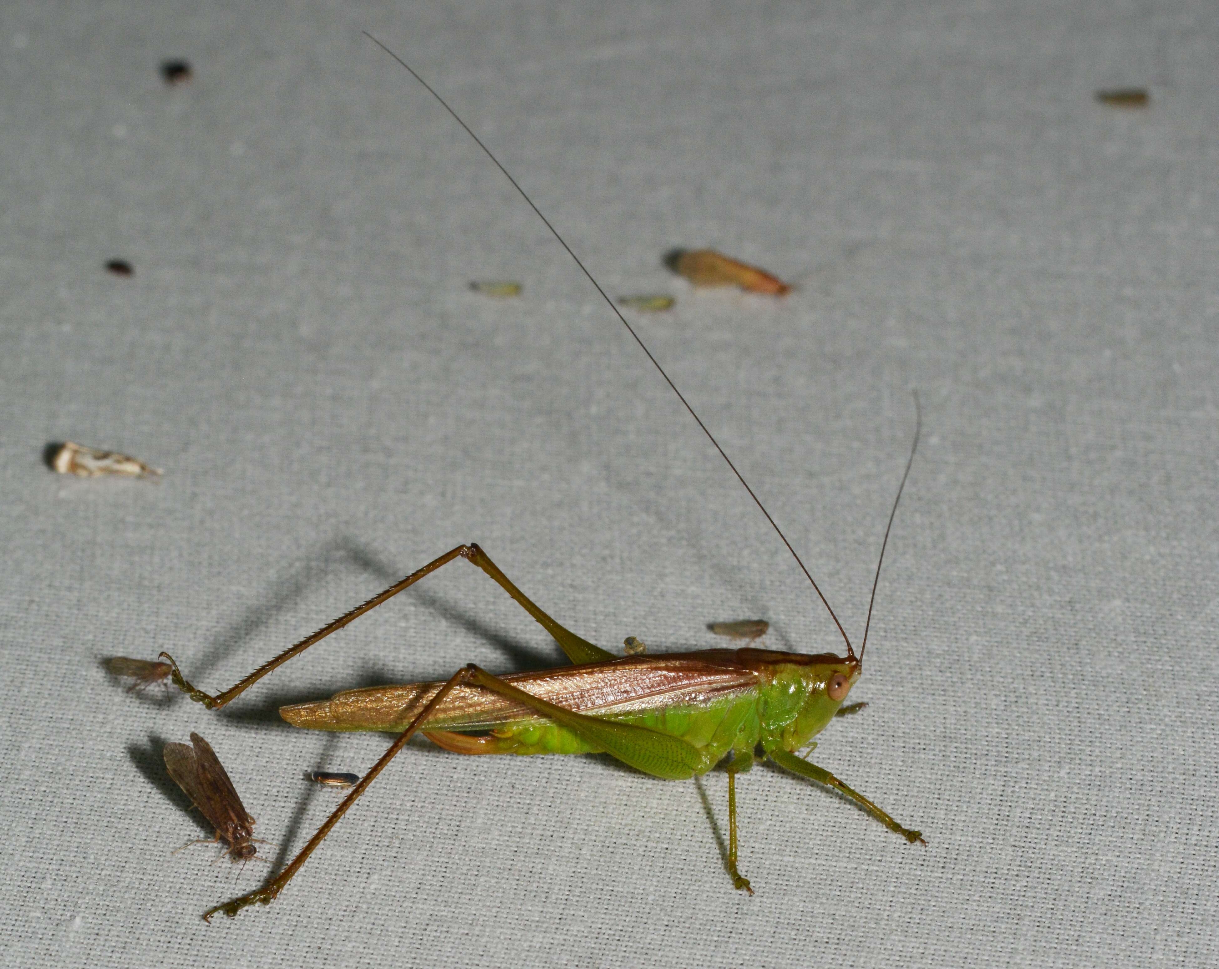 Image of Slender Meadow Katydid