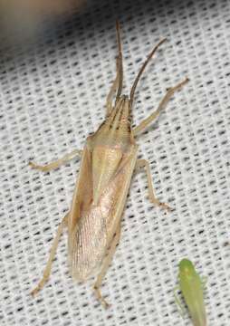 Image of Narrow Stink Bug