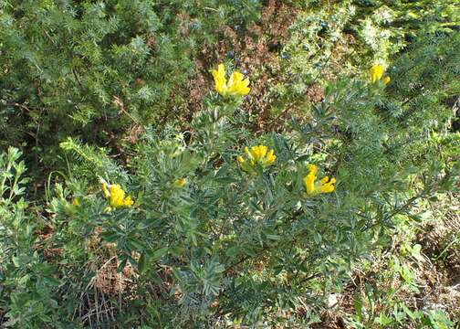 Image of big-flower broom