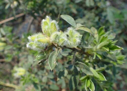 Image of big-flower broom