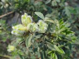 Слика од Cytisus hirsutus L.