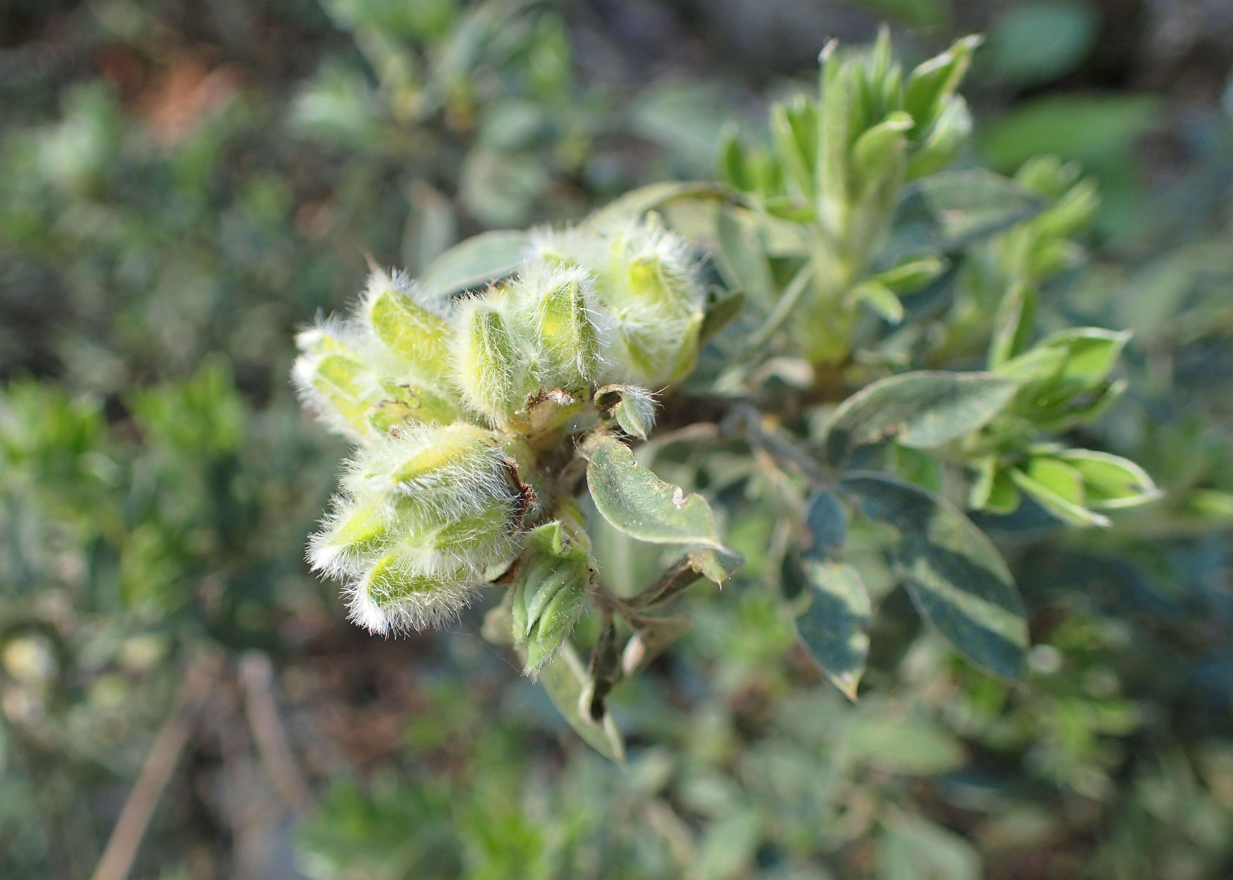 Image of big-flower broom