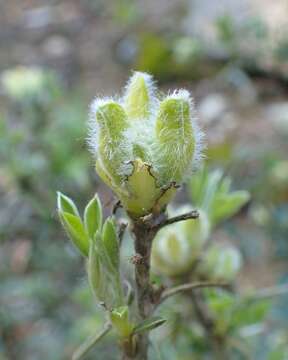 Image of big-flower broom