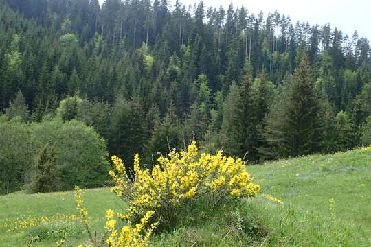 Image of big-flower broom